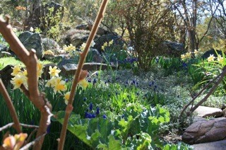 Garden in bloom